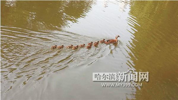 哈尔滨游客公园内放生鳄龟 3只小鸳鸯惨入龟口
