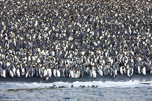 400万企鹅大军“攻占”澳神秘小岛场面壮观(图)