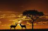 斑羚羊夕阳下对视