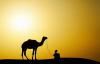 骆驼走在晨曦的沙漠里