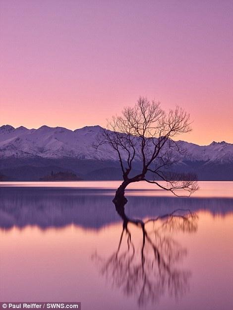 【新西兰瓦纳卡湖、日落】这棵树周围的颜色和景致在一天中不同的时刻都不尽相同。拍下这张照片的时候，太阳刚刚落山，鸟儿刚刚归巢。