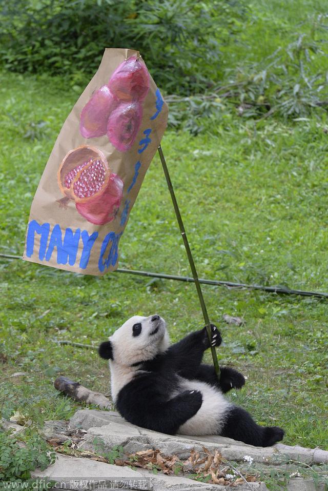 奥巴马夫人将陪彭丽媛逛动物园 看望旅美大熊猫