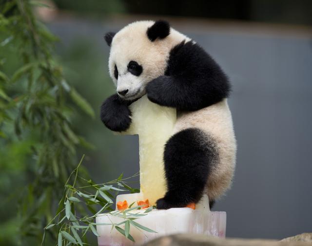 奥巴马夫人将陪彭丽媛逛动物园 看望旅美大熊猫