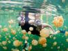 【第四名：帕劳】帕劳是位于太平洋的一座岛国，是跳水潜泳爱好者必去旅行目的地之一。为了保护一种叫做“Serengeti”海洋生态环境，帕劳已经将其国境内所有海域设定为禁猎区。虽然长时间戴着呼吸面具潜水，上岸之后脸上会有一道又一道的红印，但海底美丽的珊瑚礁、目不暇接的小鱼和光影下似梦似幻的景观一定会让你觉得这一切都是值得的。