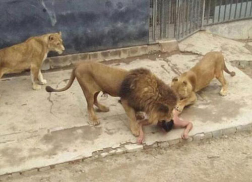 人民网5月23日讯 据英国《每日邮报》报道，近日，智利首都圣地亚哥的一家动物园上演惊险一幕，一名20岁青年男子在参观期间突然裸体闯入狮子笼舍，并遭到了两只狮子的撕咬。为了营救该男子，动物园管理人员不得不开枪击毙两头狮子，将该青年救出。
