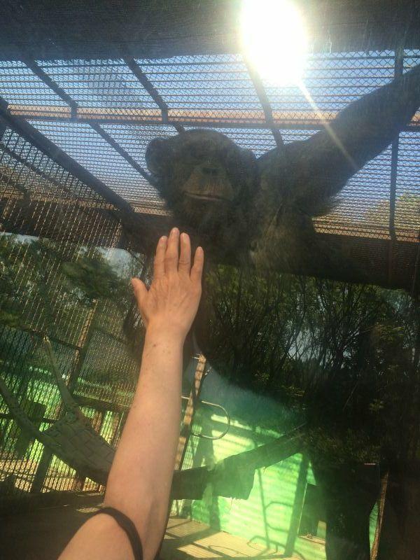 沈阳森林动物园黑猩猩咬伤饲养员(图)
