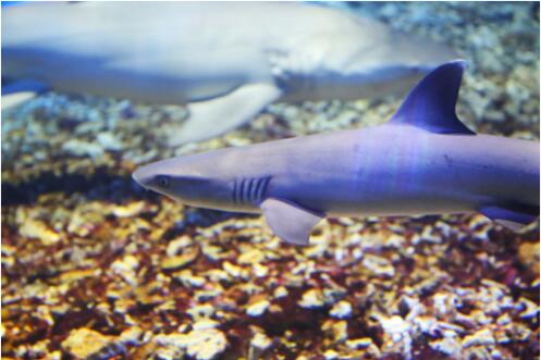 《粤夜粤娱乐》带队畅游正佳极地海洋世界!粉丝们大呼过瘾!