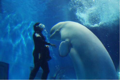 《粤夜粤娱乐》带队畅游正佳极地海洋世界!粉丝们大呼过瘾!