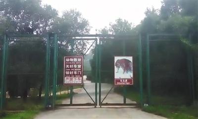 八达岭虎咬人被认定非责任事故 动物园今日开园