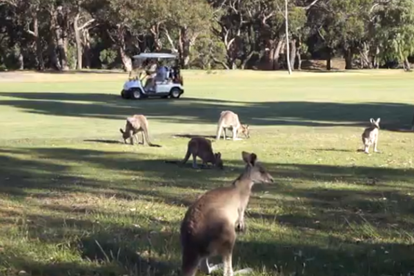 外媒报道,不少到澳洲观光的中国游客,慕名到高球场观看袋鼠,他们甚至直接闯入球场,边看边野餐。