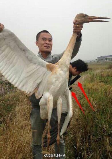 被杀的白鹤