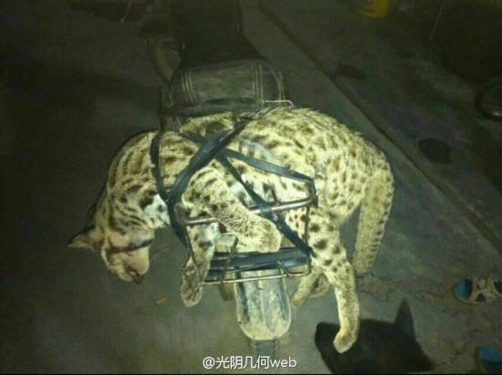 被杀的豹猫