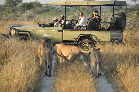 非洲博茨瓦纳的野生动物园，人就坐在敞篷车上