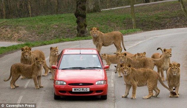 英国诺斯利野生动物园，十只狮子围住自驾的游客