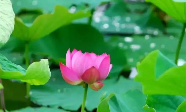 图片1.jpg 图片1.jpg