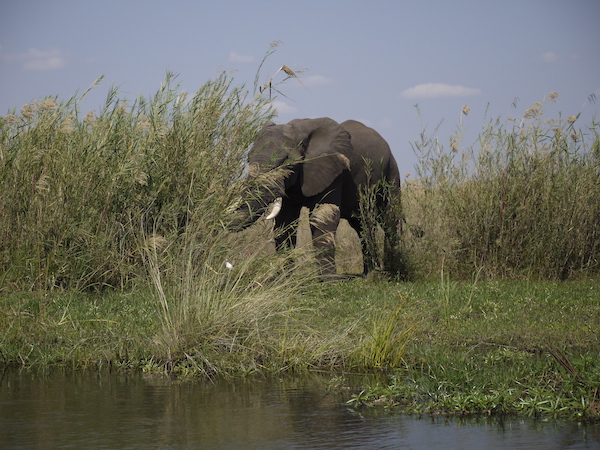 在河上可以近距离观察大象