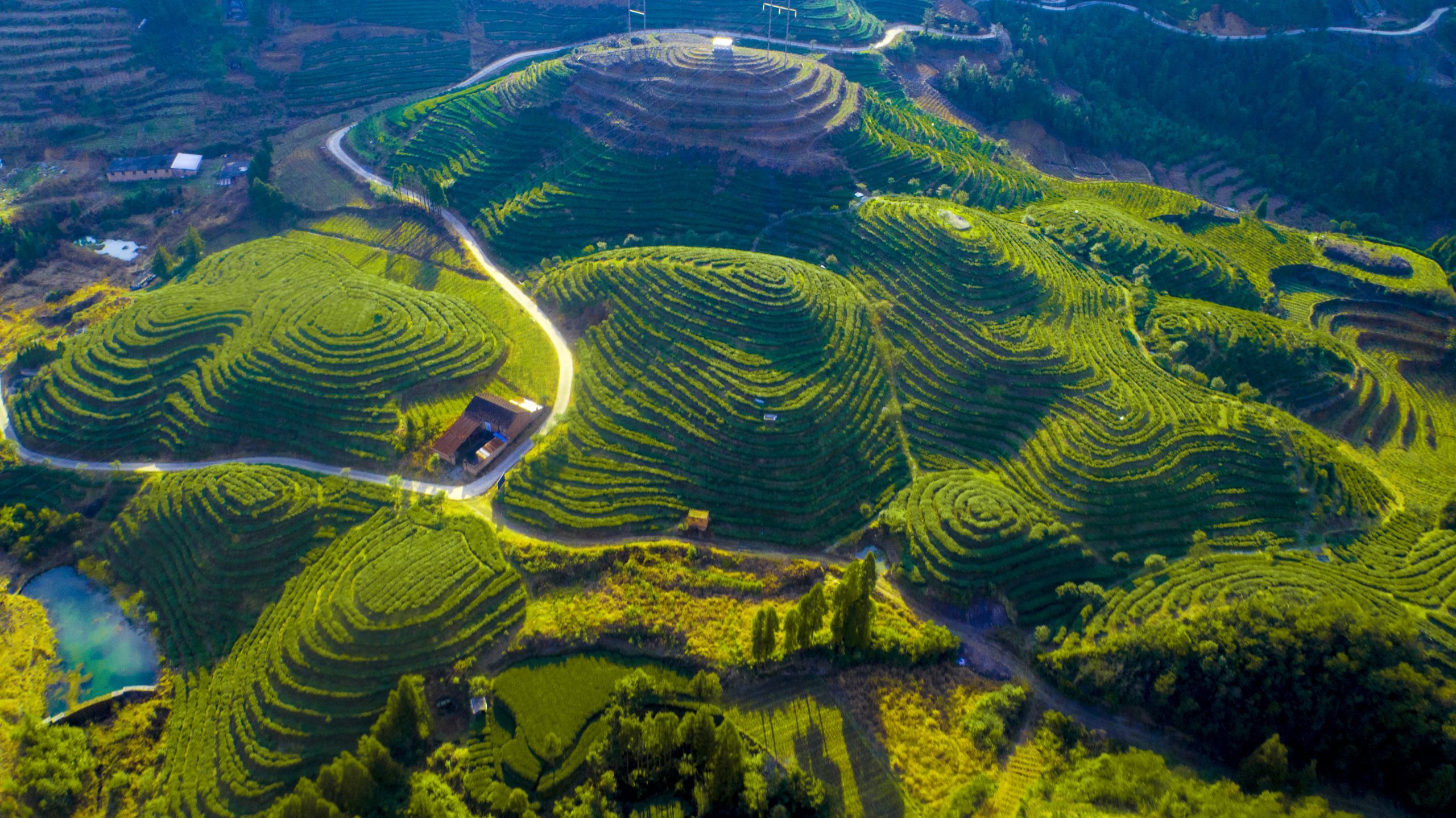 福鼎白茶茶山  林文强