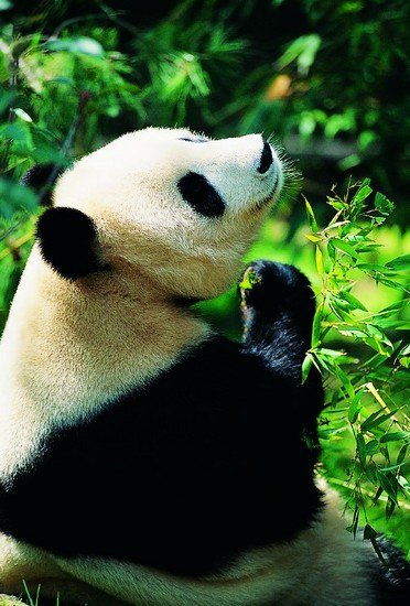 国宝大熊猫