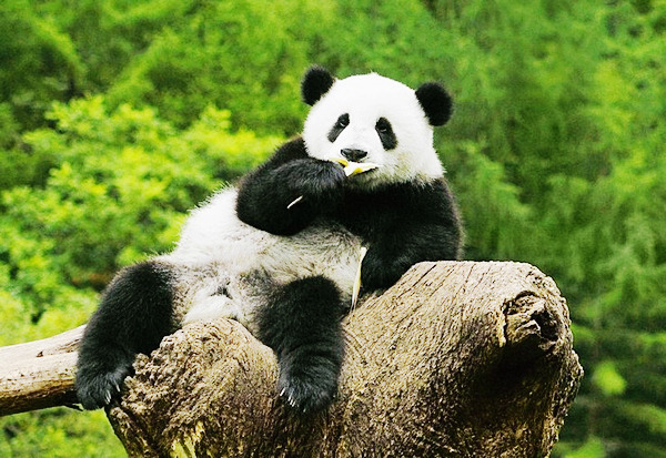 卧龙自然保护区