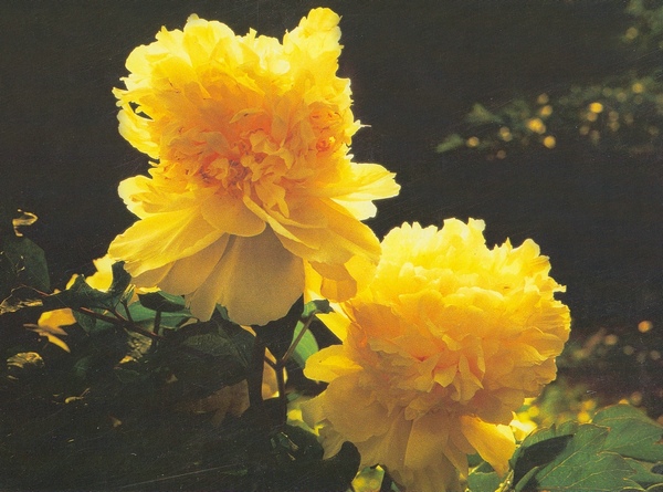 牡丹之王：姚黄