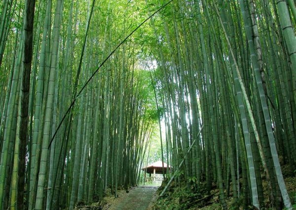 神灵寨景区内的竹林