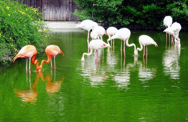 上海野生动物园