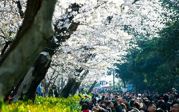 武汉大学赏樱花